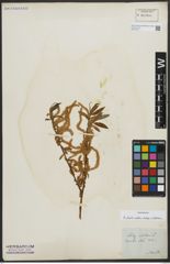 Foto von Salix alba subsp. vitellina (L.) Arcang.